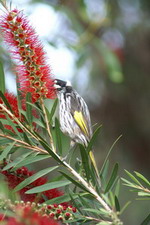 oiseaux naracoorte